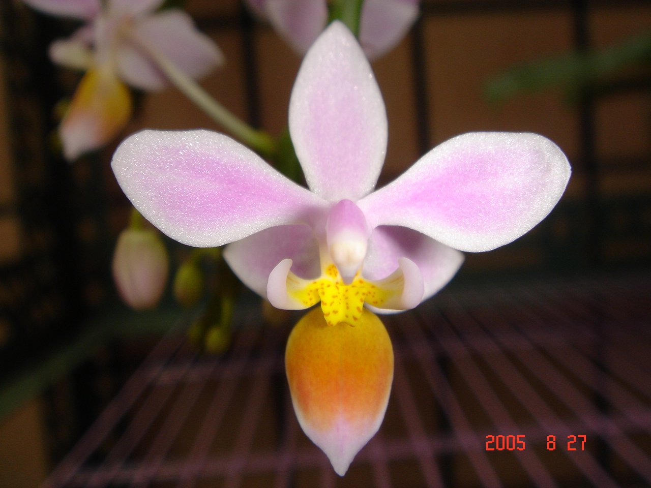 按此在新視窗瀏覽圖片