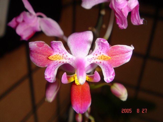 按此在新視窗瀏覽圖片