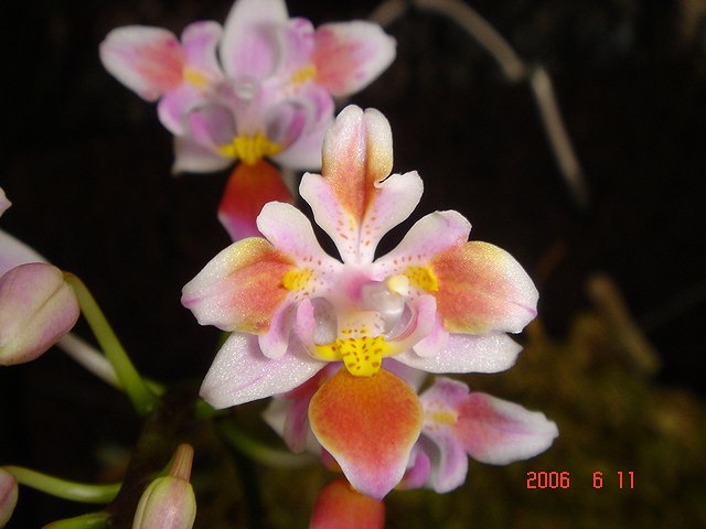 按此在新視窗瀏覽圖片