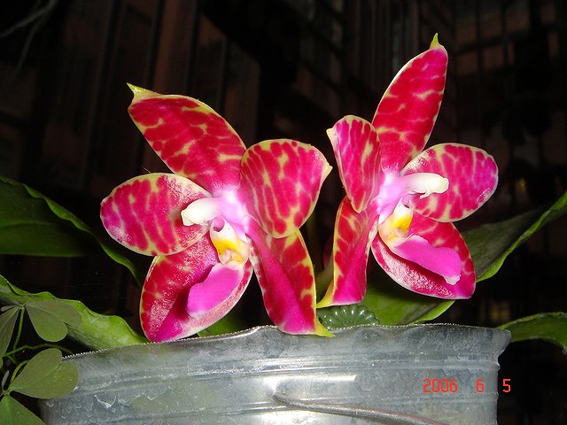 按此在新視窗瀏覽圖片