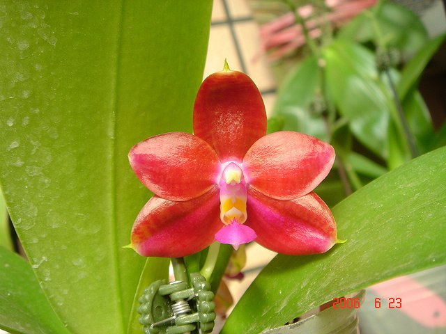 按此在新視窗瀏覽圖片