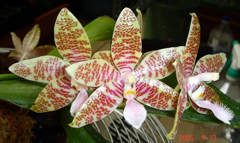 按此在新視窗瀏覽圖片