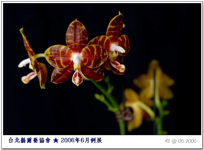 按此在新視窗瀏覽圖片