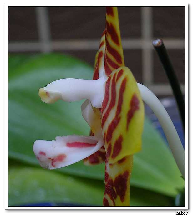 按此在新視窗瀏覽圖片