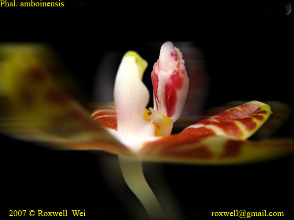 按此在新視窗瀏覽圖片