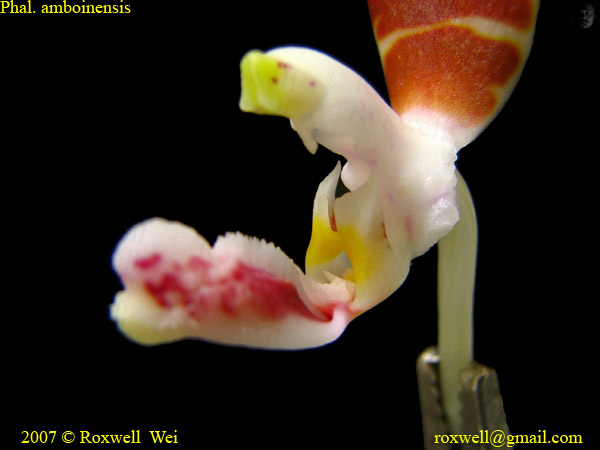 按此在新視窗瀏覽圖片