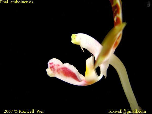 按此在新視窗瀏覽圖片