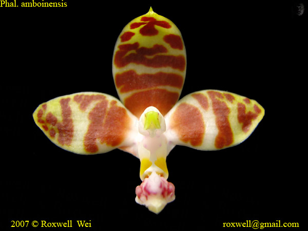 按此在新視窗瀏覽圖片