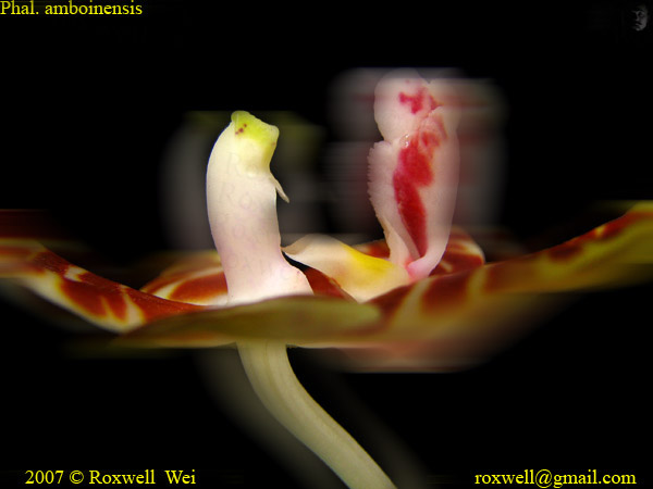 按此在新視窗瀏覽圖片