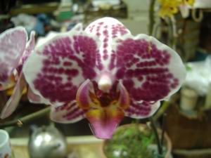 按此在新視窗瀏覽圖片