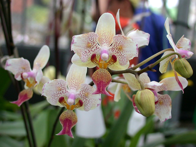 按此在新視窗瀏覽圖片