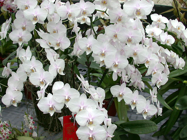 按此在新視窗瀏覽圖片