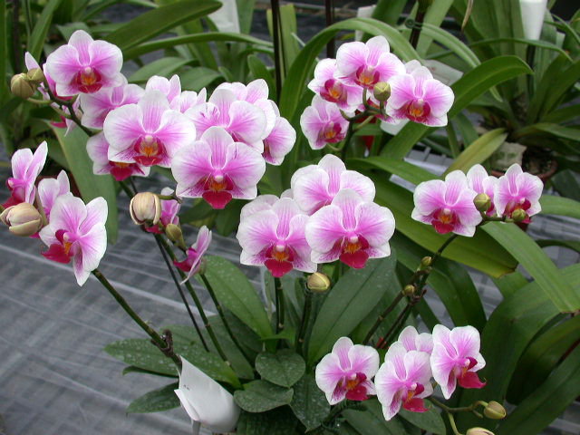 按此在新視窗瀏覽圖片