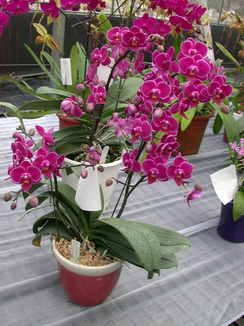 按此在新視窗瀏覽圖片