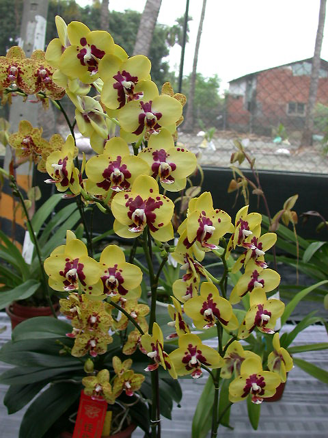 按此在新視窗瀏覽圖片