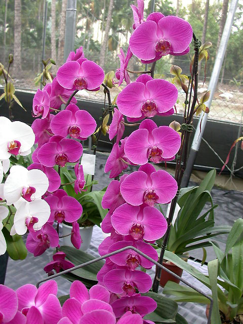 按此在新視窗瀏覽圖片