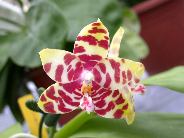 按此在新視窗瀏覽圖片