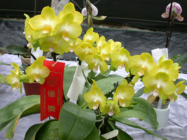 按此在新視窗瀏覽圖片