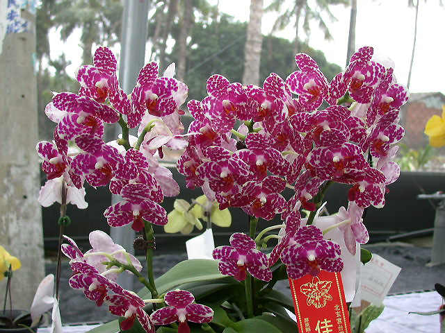 按此在新視窗瀏覽圖片