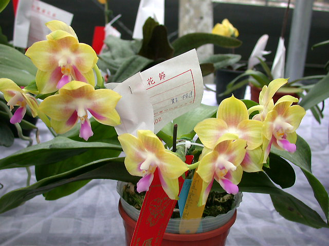 按此在新視窗瀏覽圖片