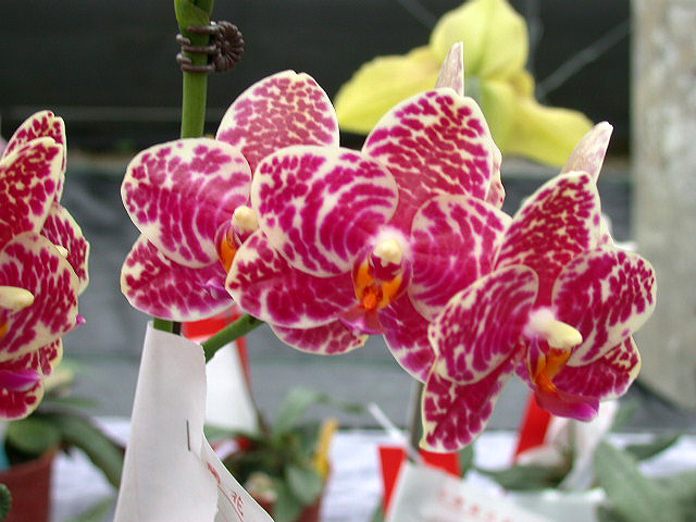 按此在新視窗瀏覽圖片