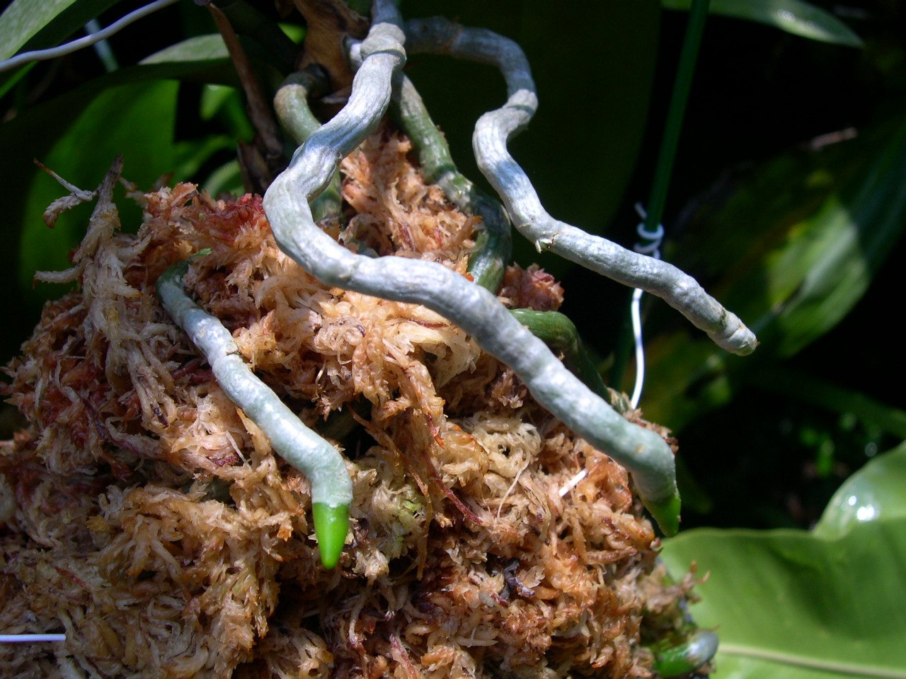 按此在新視窗瀏覽圖片