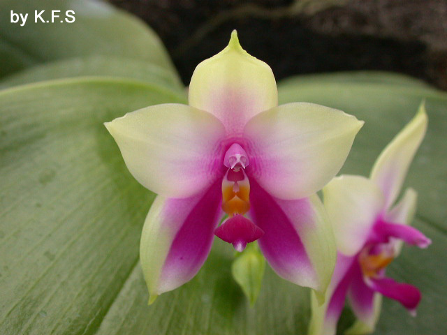 按此在新視窗瀏覽圖片