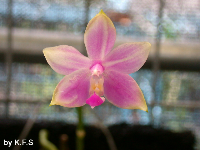 按此在新視窗瀏覽圖片