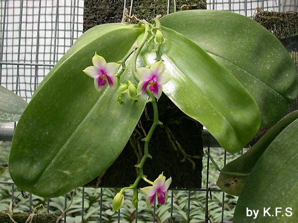 按此在新視窗瀏覽圖片