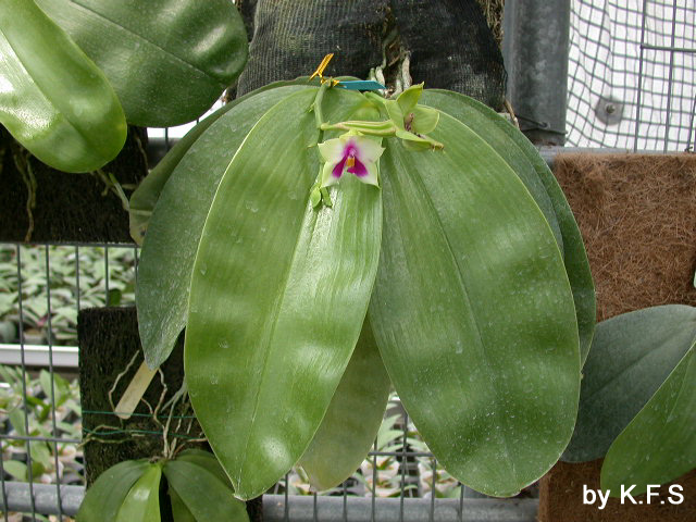 按此在新視窗瀏覽圖片