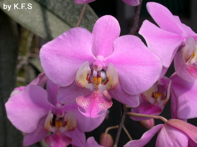 按此在新視窗瀏覽圖片