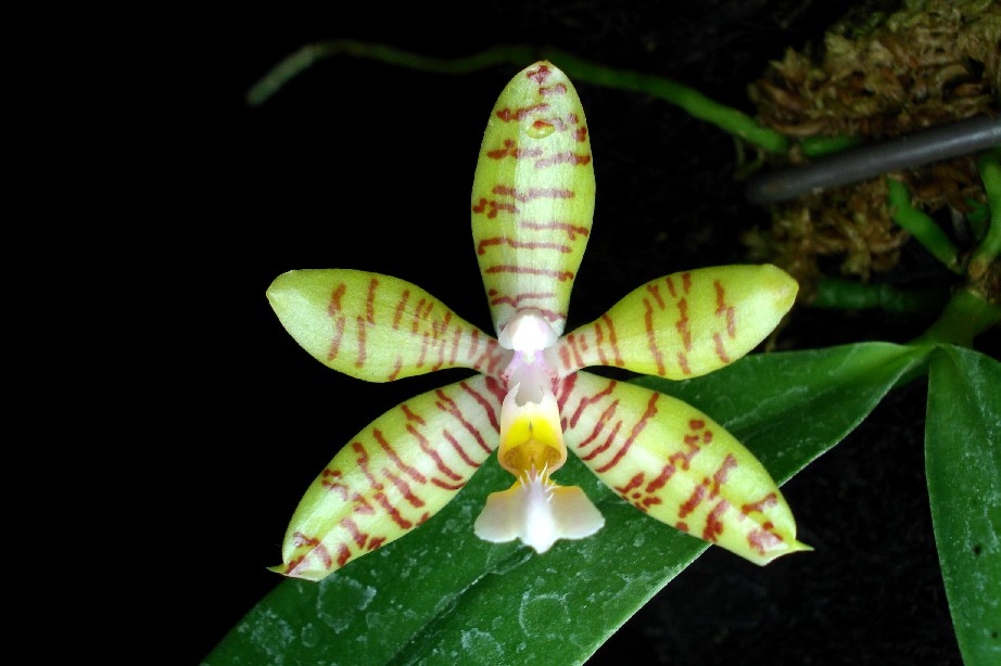 按此在新視窗瀏覽圖片