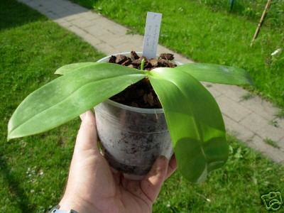 «ö¦¹¦b·sµøµ¡ÂsÄý¹Ï¤ù