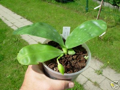 «ö¦¹¦b·sµøµ¡ÂsÄý¹Ï¤ù