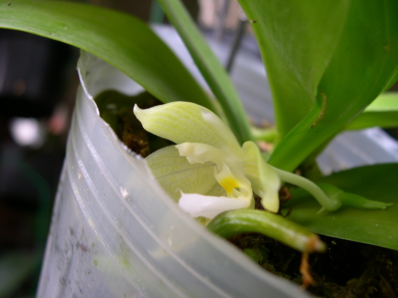 «ö¦¹¦b·sµøµ¡ÂsÄý¹Ï¤ù