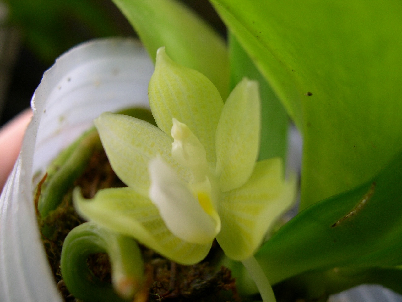 «ö¦¹¦b·sµøµ¡ÂsÄý¹Ï¤ù