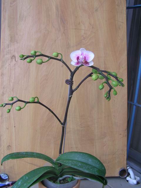 «ö¦¹¦b·sµøµ¡ÂsÄý¹Ï¤ù