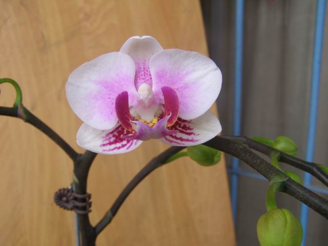 «ö¦¹¦b·sµøµ¡ÂsÄý¹Ï¤ù