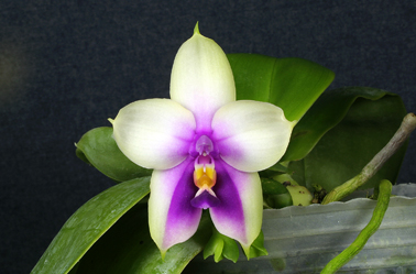 «ö¦¹¦b·sµøµ¡ÂsÄý¹Ï¤ù