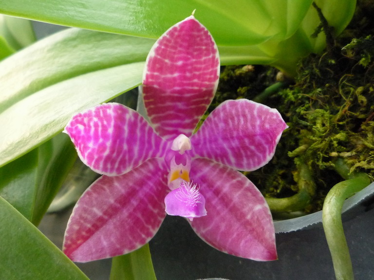 «ö¦¹¦b·sµøµ¡ÂsÄý¹Ï¤ù