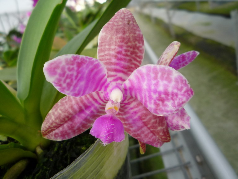 «ö¦¹¦b·sµøµ¡ÂsÄý¹Ï¤ù