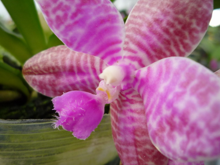 «ö¦¹¦b·sµøµ¡ÂsÄý¹Ï¤ù