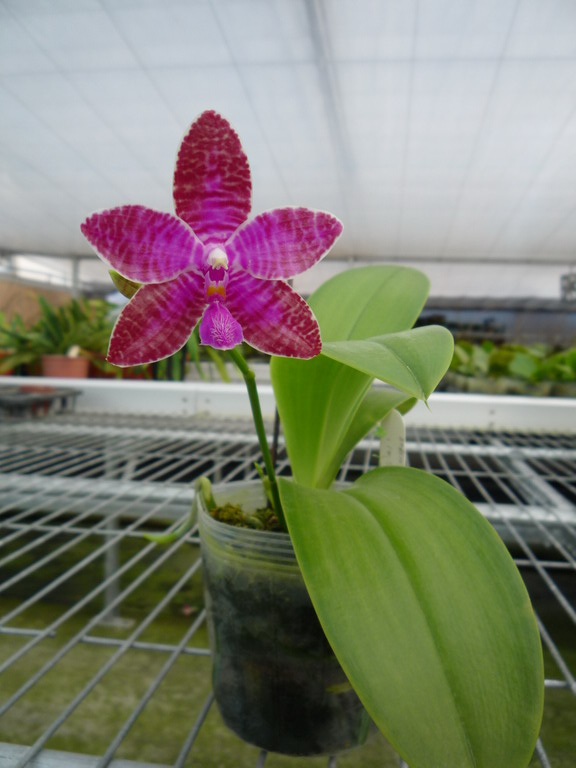 «ö¦¹¦b·sµøµ¡ÂsÄý¹Ï¤ù