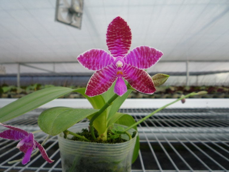 «ö¦¹¦b·sµøµ¡ÂsÄý¹Ï¤ù