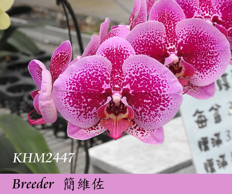 按此在新視窗瀏覽圖片