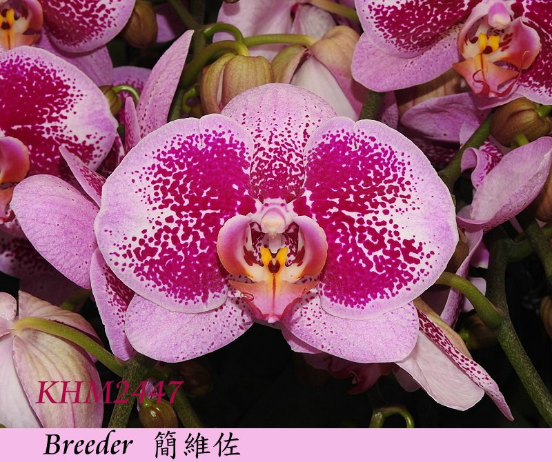 按此在新視窗瀏覽圖片