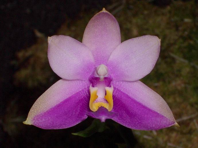 «ö¦¹¦b·sµøµ¡ÂsÄý¹Ï¤ù