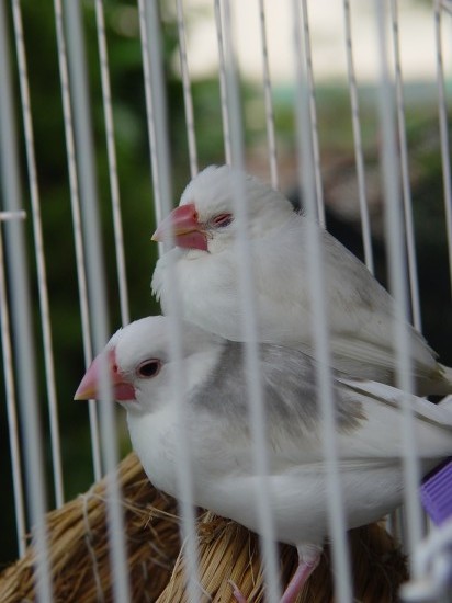 按此在新視窗瀏覽圖片