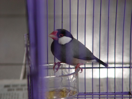 按此在新視窗瀏覽圖片