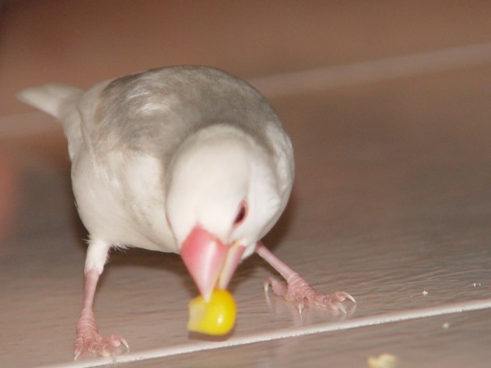 按此在新視窗瀏覽圖片